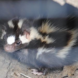 Spotted Skunk