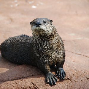 North American River Otter