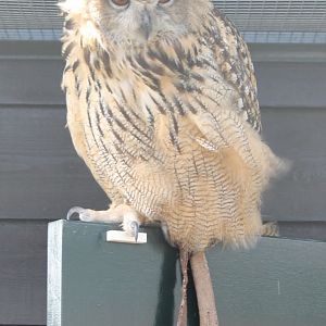 European eagle-owl