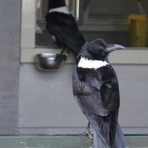 Pied crows