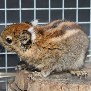 Swinhoe striped squirrel