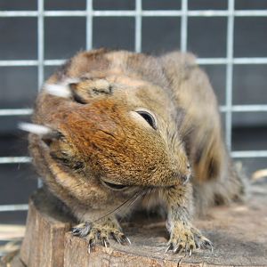 Swinhoe striped squirrel