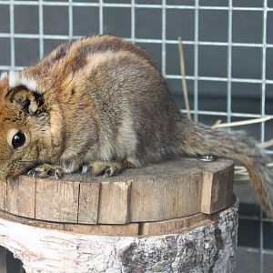 Swinhoe striped squirrel