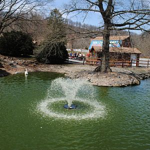 Waterfowl Pond (Mute Swans, Black Swans, Egyptian Geese, Domestic Ducks)