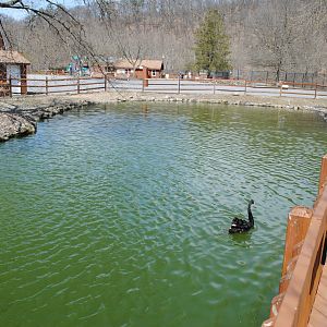 Waterfowl Pond (Mute Swans, Black Swans, Egyptian Geese, Domestic Ducks)