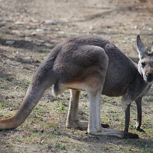 Giant Red Kangaroo
