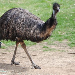 Emu