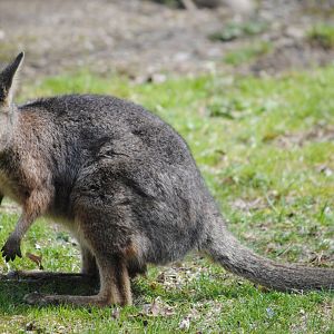 Tammar Wallaby