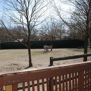 African Savanna (2 Ostriches and 2 Zebras)