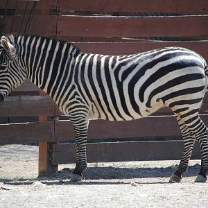 Plains Zebra