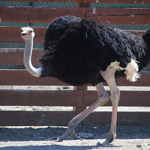 African Ostrich