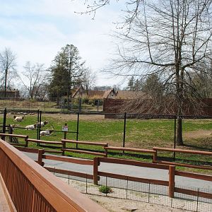 Scimitar-horned Oryx Paddock