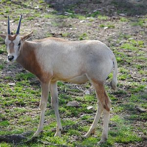 Scimitar-horned Oryx