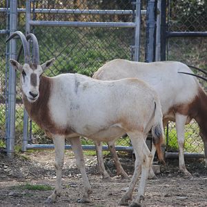 Scimitar-horned Oryx