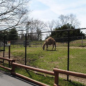 Dromedaries Paddock
