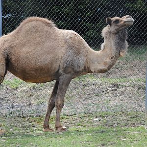 Dromedary