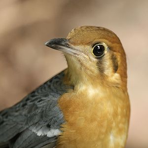 Orange-headed ground thrush