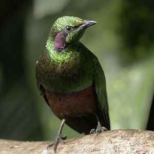 Emerald starling