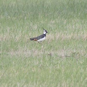 European lapwing