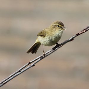 Willow warbler
