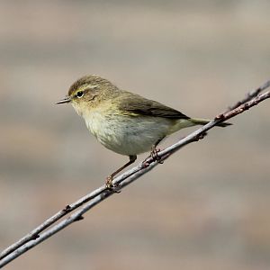Willow warbler