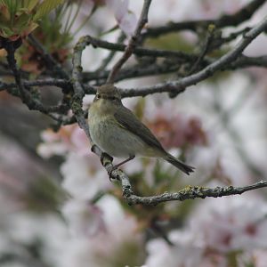 Willow warbler