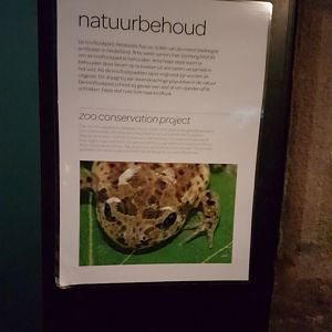 Info about Common Spadefoot re-introduction project