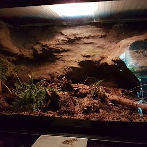 Enclosure Common spadefoot