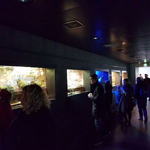 Amphibian-enclosures