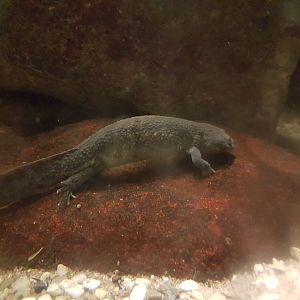 Iberian ribbed newt