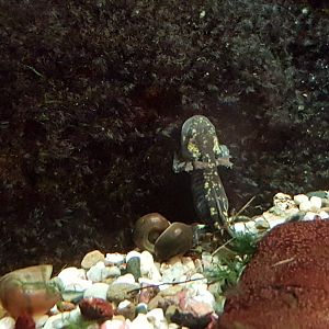 Very young Fire salamander