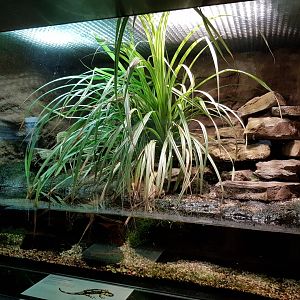 Enclosure Fire salamander