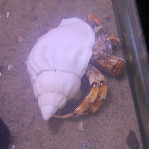 Hermit crab