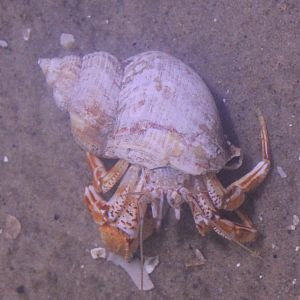 Hermit crab