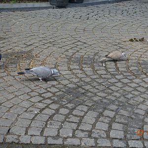 Wood pigeon and Collared dove in Brugge 7.4.17