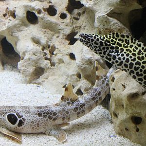 Leopard moray and Epaulette shark