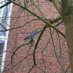 Wood pigeon in Brugge 7.4.17