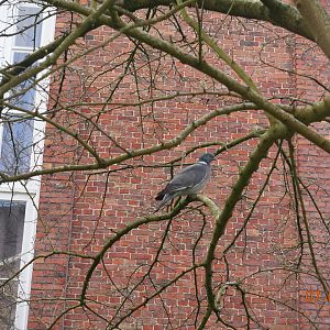 Wood pigeon in Brugge 7.4.17