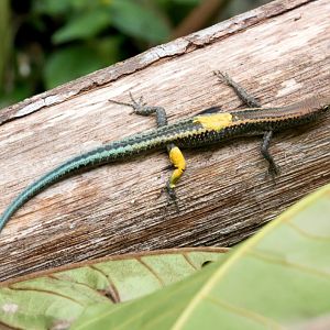 Christmas Island Blue-tailed Skink