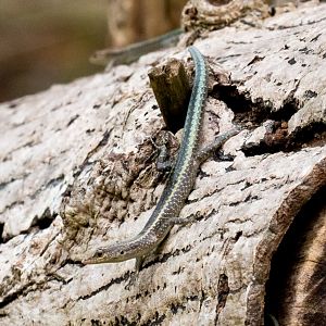 Christmas Island Blue-tailed Skink