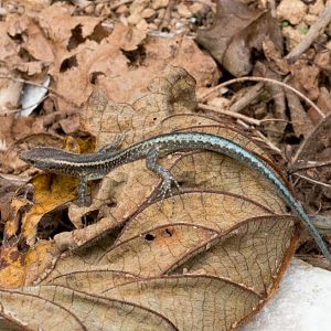 Christmas Island Blue-tailed Skink