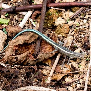 Christmas Island Blue-tailed Skink