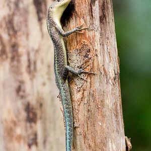 Christmas Island Blue-tailed Skink  scentmarking