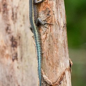 Christmas Island Blue-tailed Skink