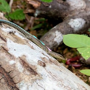Christmas Island Blue-tailed Skink