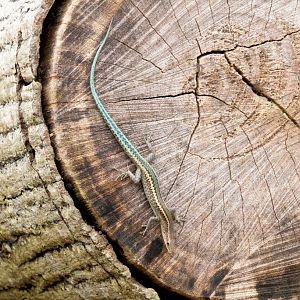Christmas Island Blue-tailed Skink