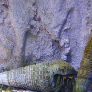 Long-Legged Hermitcarb in Mudskipper Exhibit