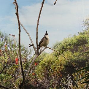Red-whiskered bulbul