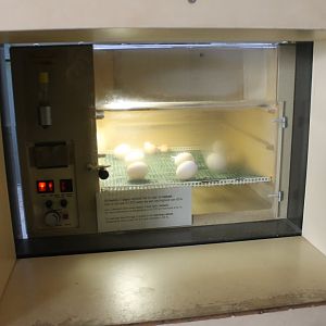Incubator