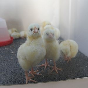 Freshly hatched chickens